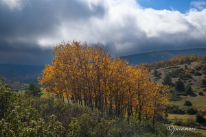 Grupo de robles melojos (Quercus pyrenaica)