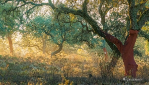 Luces del alcornocal