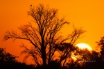 Puesta de sol en Moremi. Botswana.