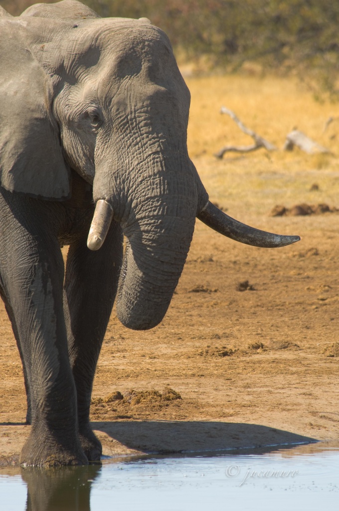 African savannah elephant (Loxodonta africana). Botswana.