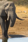 Elefante africano de sabana (Loxodonta africana). Botswana.
