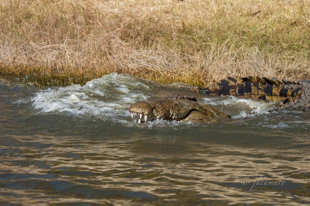 Nile crocodile (Crocodylus niloticus) by jumping into the river to step out of the boat. Chobe River. Botswana.