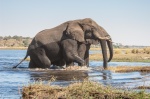 Elefantes (Loxodonta africana) saliendo del río. Delta del Okavango. Botswana.