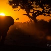 Elefante (Loxodonta africana) en el ocaso. Savuti. Botswana.
