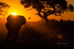 Elefante (Loxodonta africana) en el ocaso. Savuti. Botswana.