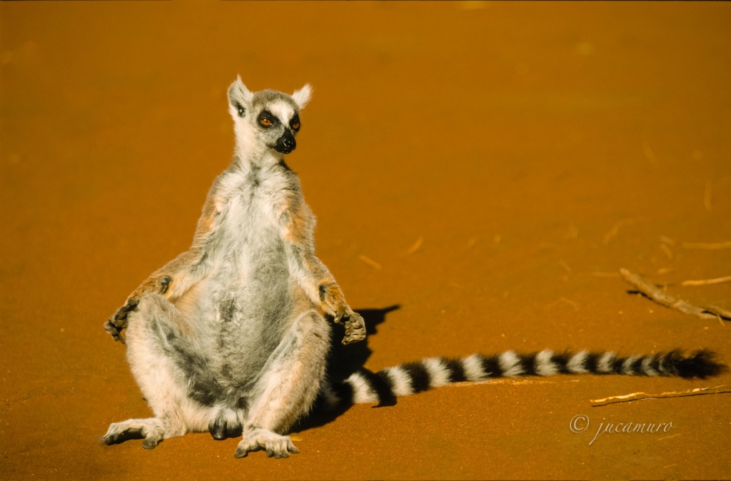 Ring-tailed lemurs (Lemur catta). Ranomafana NP. Madagascar.