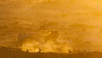 Leona (Panthera leo)  al atardecer. Botswana.