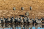 Pintadas comunes o Gallinas de Guinea (Numida meleagris) al atardecer. Botswana.