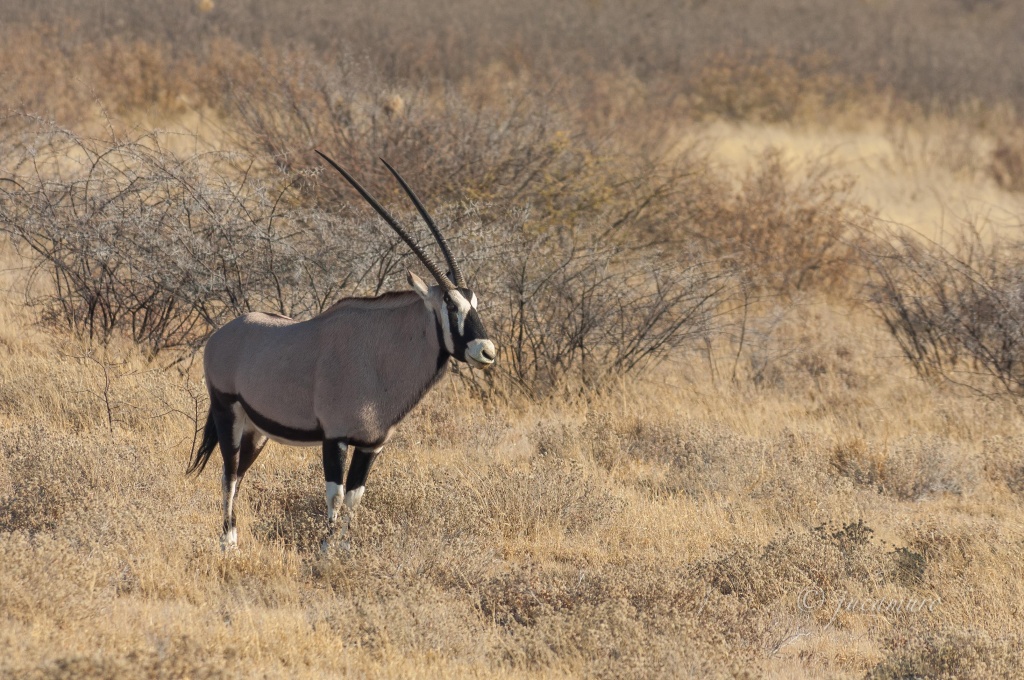 The Cape oryx (Oryx gazella). Kalahari Desert. Botswana.