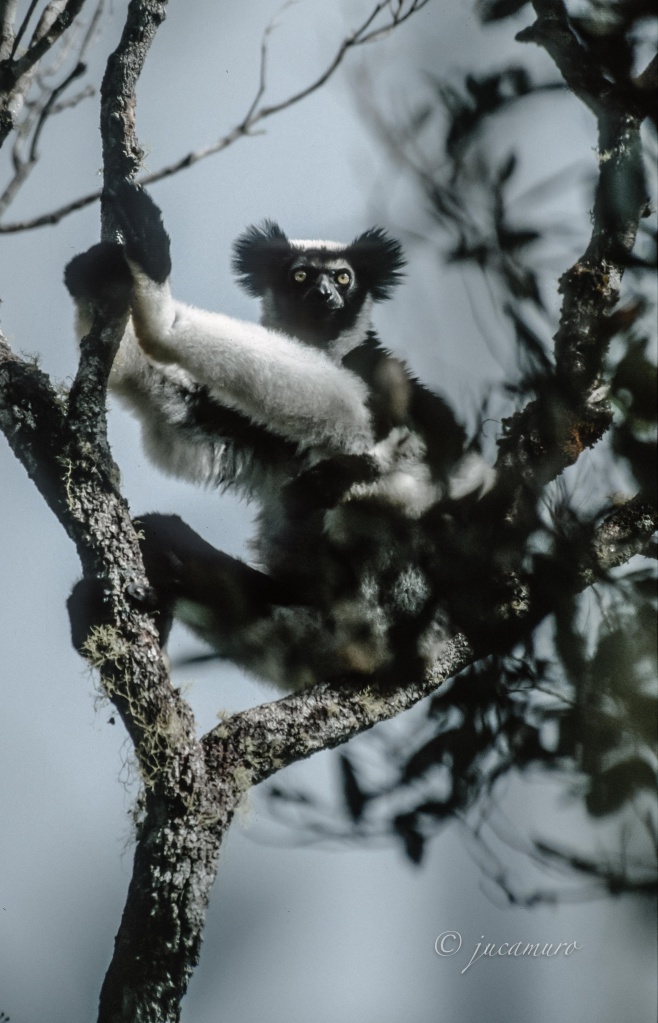 Indri (Indri indri). Analamazoatra Reserve. Madagascar.