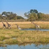 Giraffes (Giraffa camelopardalis) in Moremi Game Reserve. Botswana.