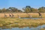 Jirafas (Giraffa camelopardalis) en Moremi Game Reserve. Botswana.