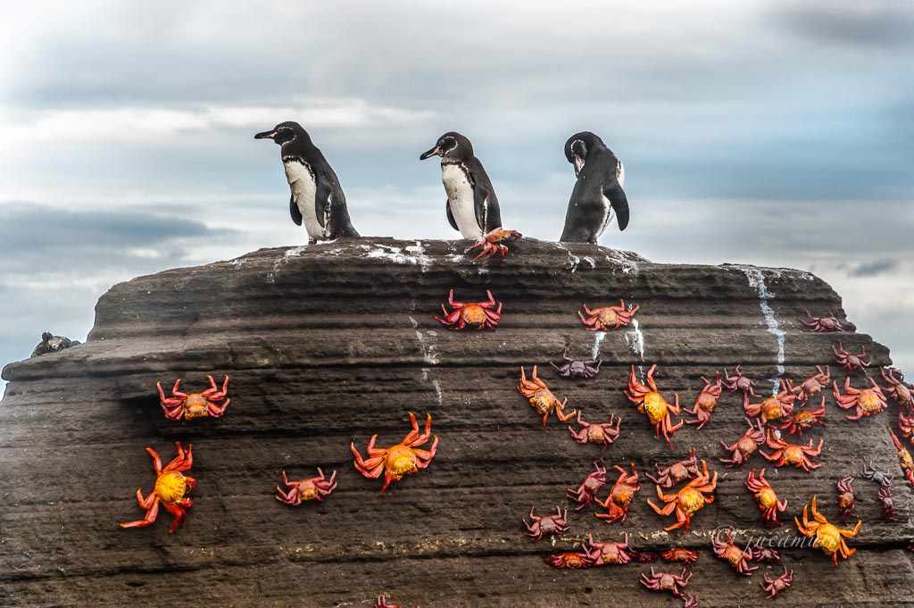 Descortés ensayo Distraer Pingüino de galápagos (Spheniscus mendiculus). Sobre roca volcánica  tachonada de zapayas. Isla La Rábida. Islas Galápagos. Ecuador. • JUCAMURO  - FOTOGRAFIA DE NATURALEZA Y VIAJES<br /> ©Juan Muñoz