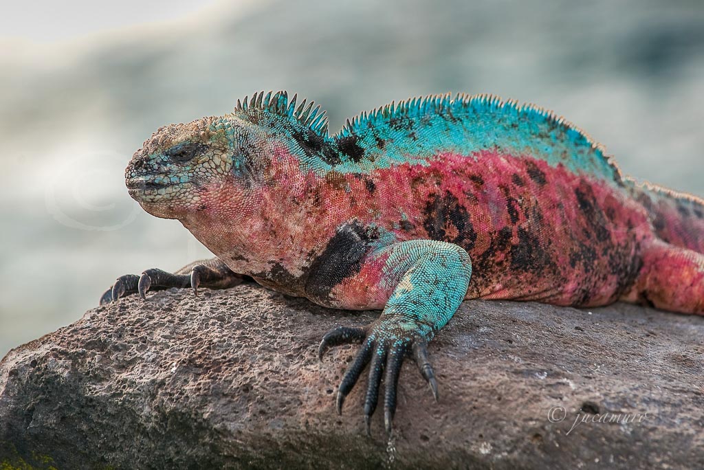 Iguana marina (Amblyrhynchus cristatus) subespecie de Isla La Española. Islas Galápagos. Ecuador.