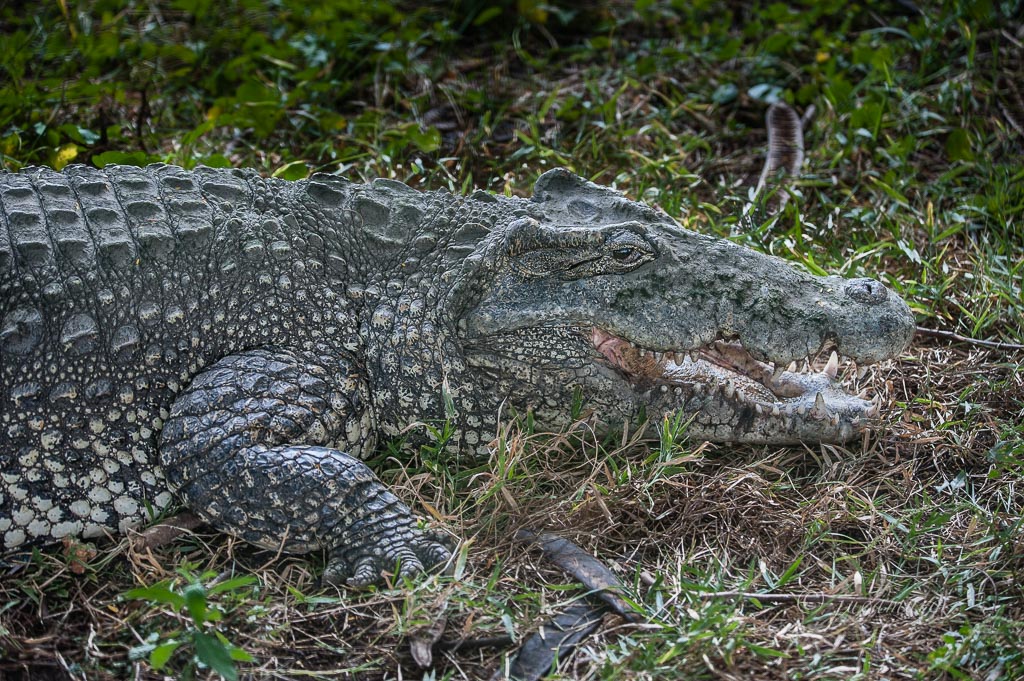 Cuban crocodile (Crocodylus rhombifer). Zapata Swamp. Cuba.