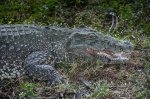 Cocodrilo cubano (Crocodylus rhombifer). Ciénaga de Zapata. Cuba.