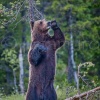European brown bear in heat  (Ursus arctos arctos). Martinselkonen NP. Finland.