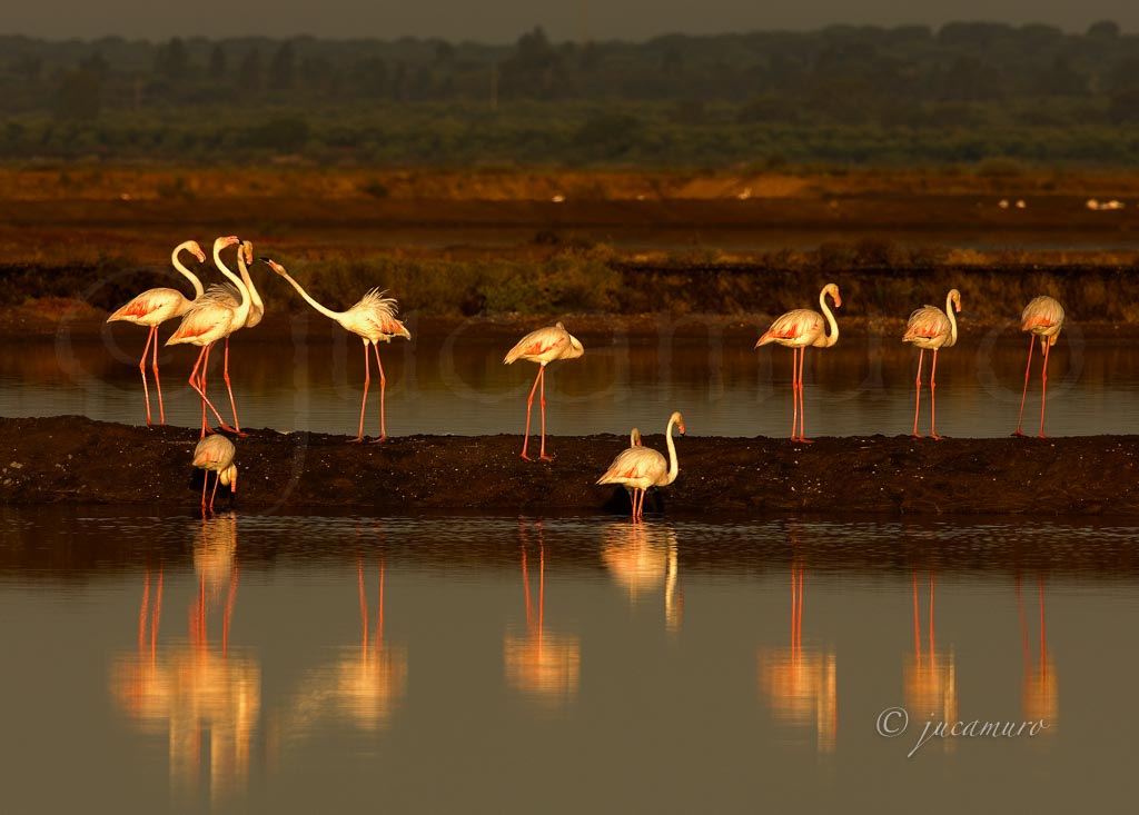 Awakening flamingo (Phoenicopterus roseus). Odiel Marshes Nature Reserve. Huelva. Spain.