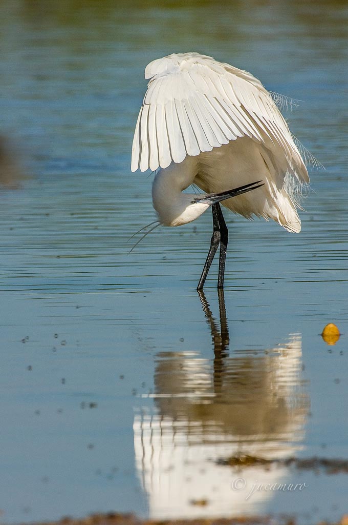Little egret (Egret garzetta). Stroking his plumage. Odiel Marshes Nature Reserve. Huelva. Spain.