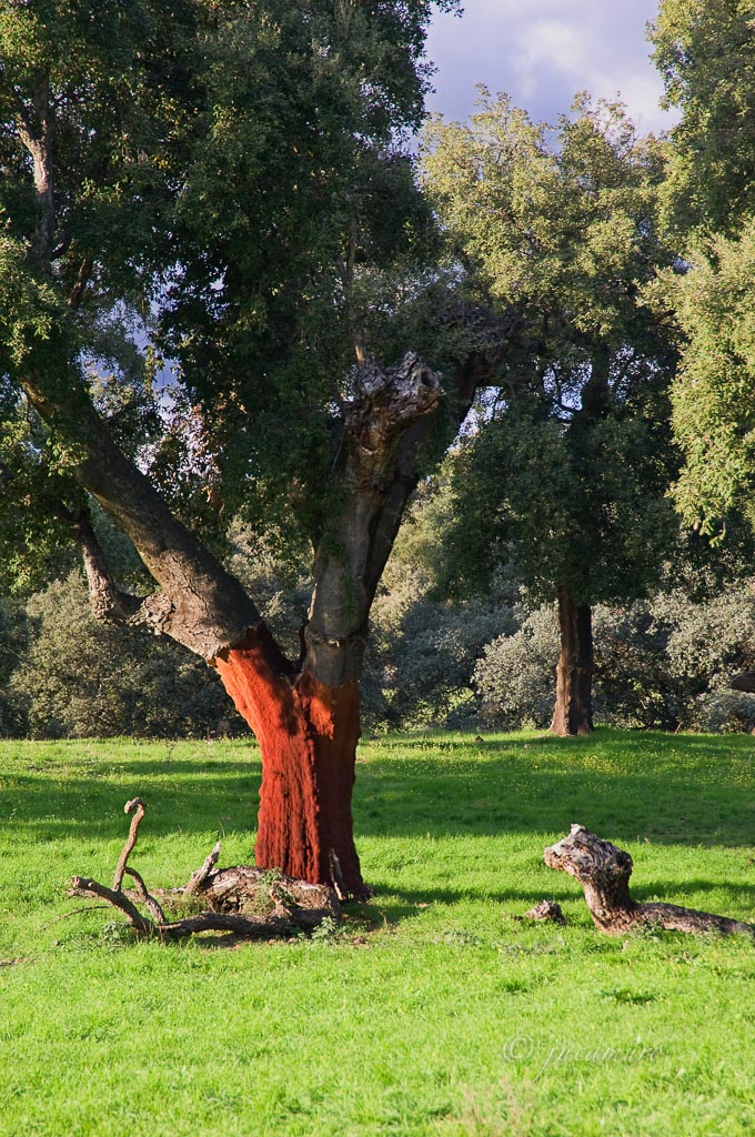 Cork oak (Quercus Suber). Natural Park of the Sierra de Aracena. Huelva. Spain.