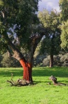 Alcornoque (Quercus suber). Parque Natural de la Sierra de Aracena. Huelva. España.