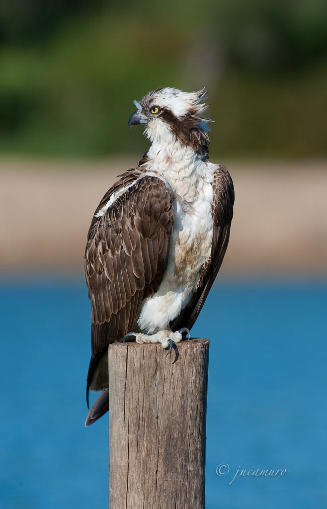 Águila pescadora. (Pandion haliaetus). Aguila pescadora. Paraje Natural Marismas del Odiel. Huelva. España.