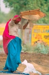 India cerniendo grano.  Rajhastan. India.