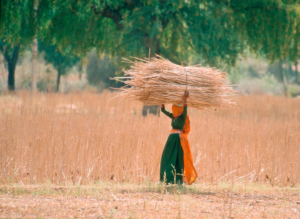 India carrying hay. Rajasthan. India.