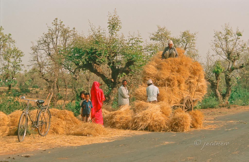 Campesinos recogiendo la cosecha. Uttar Pradesh. India.