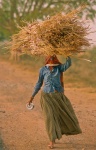 India carrying hay. Uttar Pradesh. India.