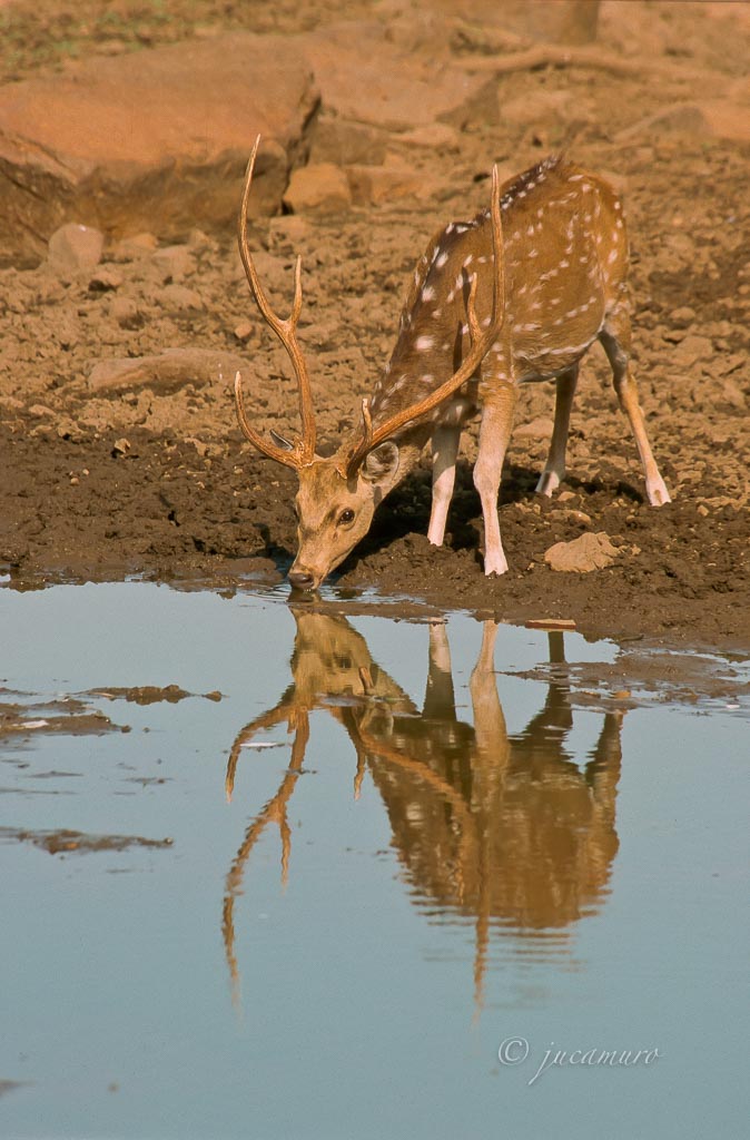 Axis, chital or spotted deer (Axis axis). Bandhavgarh National Park. India.