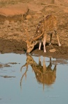 Axis, chital o ciervo moteado (Axis axis). Bandhavgarh National Park. India.