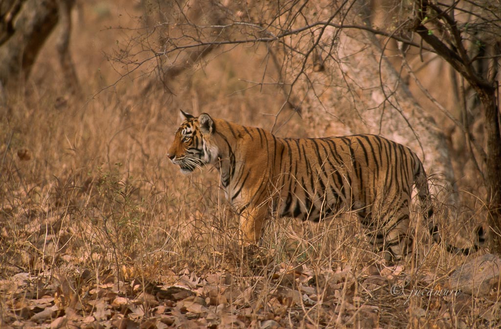 Tiger (Panthera tigris). Bandhavgarh National Park. India.