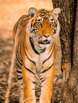 Tigre (Panthera tigris). Parque Nacional Bandhavgarh. India.