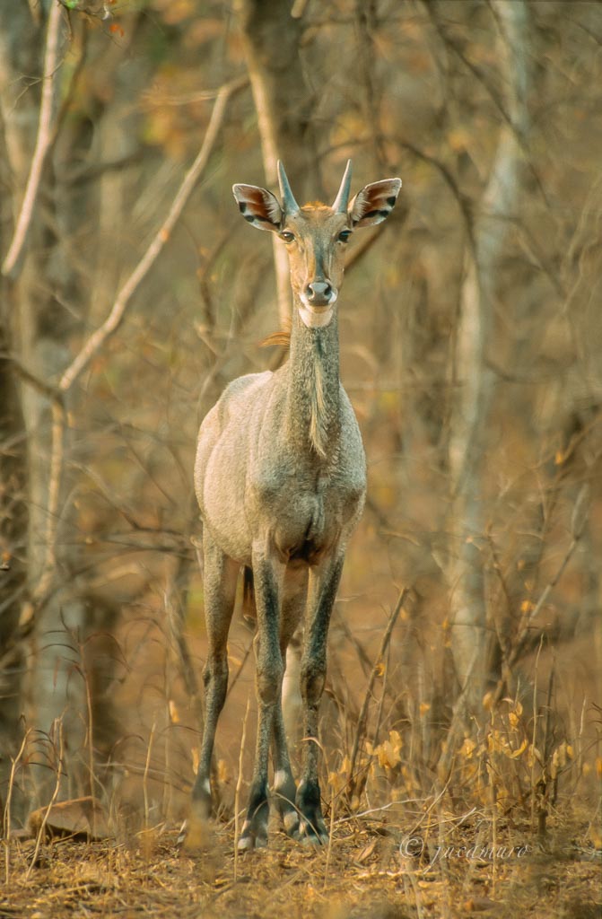 Blue antelope (Boselaphus tragocamelus). Bandhavgarh NP. India.