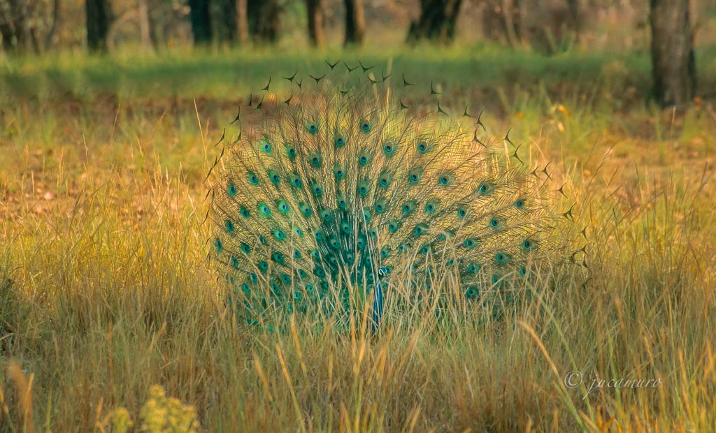 Common Peacock (Pavo cristatus). Kanha NP. Madhya Pradesh. India.