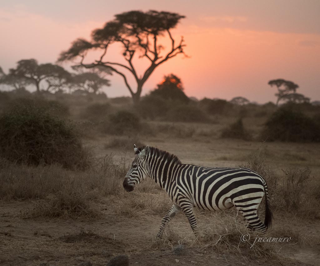 Cebra (Equus burchelli) al atardecer. Amboseli NP. Kenia.
