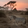 Zebra (Equus burchelli) at sunset. Amboseli NP. Kenya.