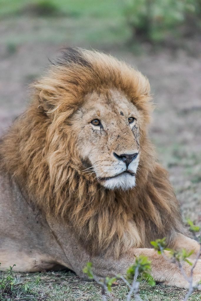 African lion (Panthera leo). Majestic old male. Masai Mara NP. Kenya.