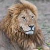 African lion (Panthera leo). Majestic old male. Masai Mara NP. Kenya.