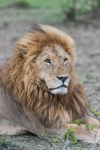 Leon africano (Panthera leo). Viejo y majestuoso macho. Masai Mara NP. Kenia.