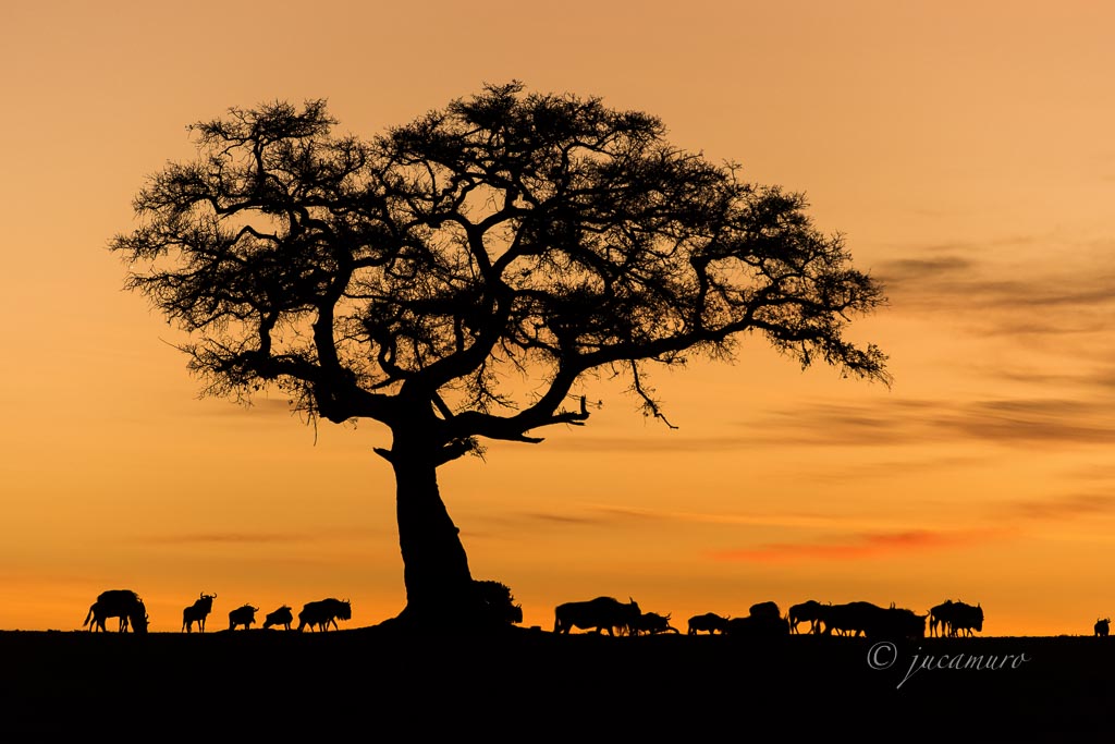 Acacia and wildebeest (Connochaetes spp.). Sunset. Masai Mara. Kenya.