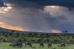 Ñus (Connochaetes taurinos) pastando en la tormenta. Maria Mara NP. Kenia.