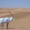 Or oryx Arabian oryx (Oryx leucoryx). Al Maha Conservation Reserve. Dubai.