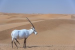 Órix u óbice de Arabia (Oryx leucoryx). Al Maha Conservation Reserve. Dubai.
