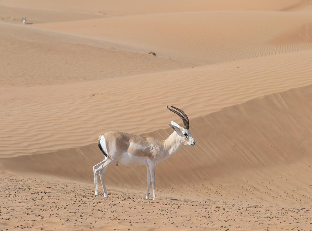 Gacela del desierto (Gazella subgutturosa marica). Al Maha Conservation Reserve. Dubai.