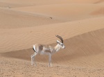 Gacela del desierto (Gazella subgutturosa marica). Al Maha Conservation Reserve. Dubai.