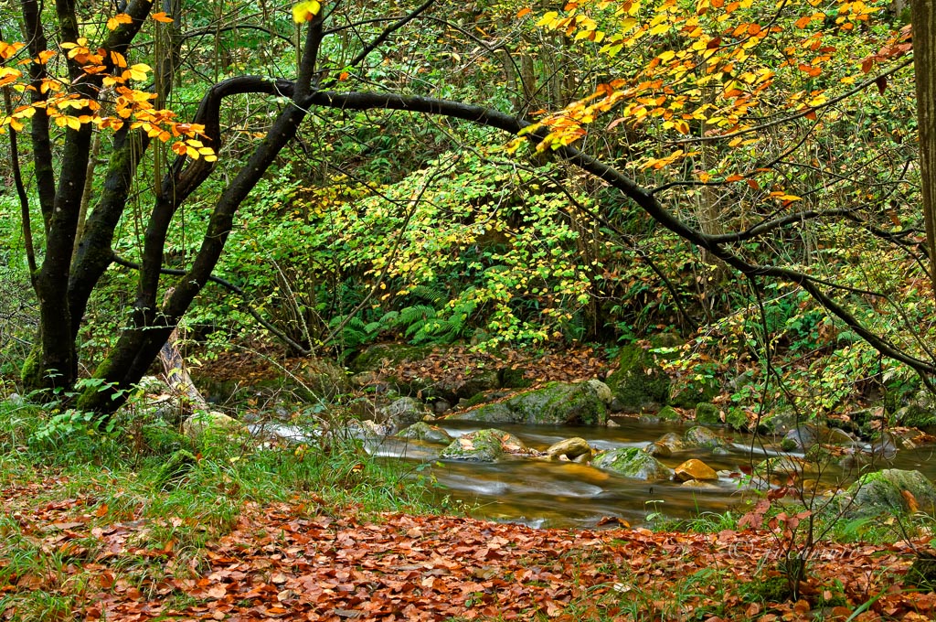 Autumn in the Nature Network. Asturias. Spain.