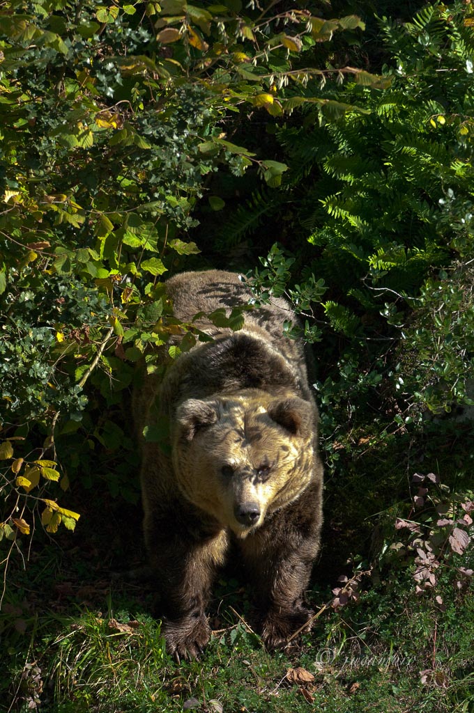 Cantabrian bear (Ursus arctos). Semilibertad copy. Asturias. Spain.