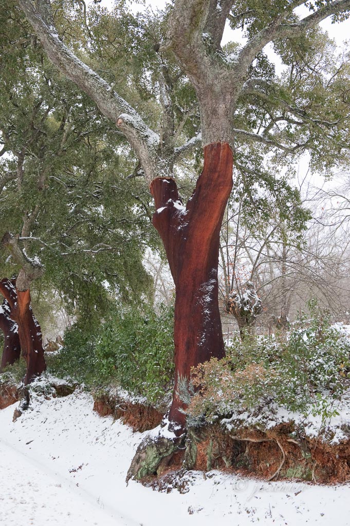 Snowy cork trees. Natural Park of the Sierra de Aracena. Huelva. Spain.